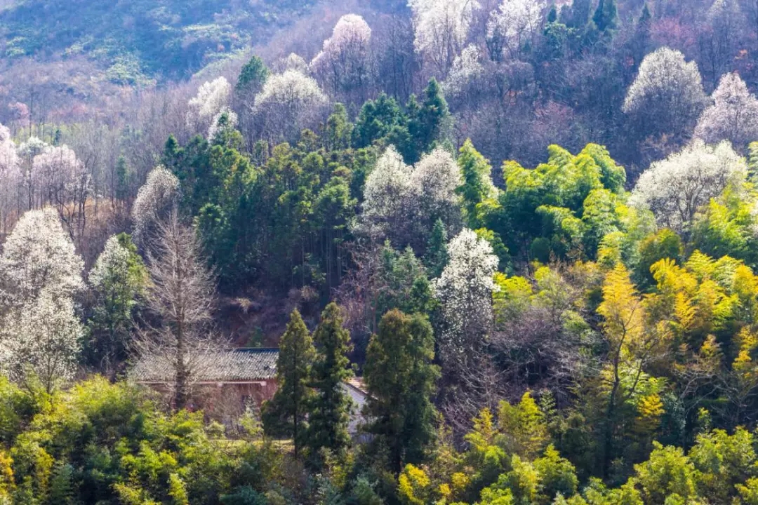 春游江淮請(qǐng)您來丨向著紅土地的方向，春游皖西